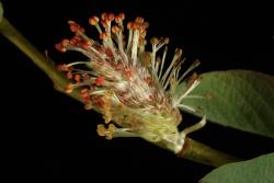 Salix ×dichroa. Male catkin.
 Image: D. Glenny © Landcare Research 2020 CC BY 4.0